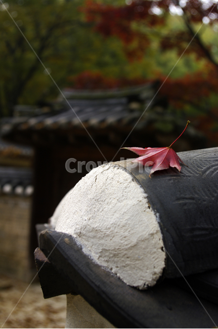 기와,담장,가을,fall,나무,식물,plant,단풍,잎,가을,계절,fall,autumn,season,leaf,tree
