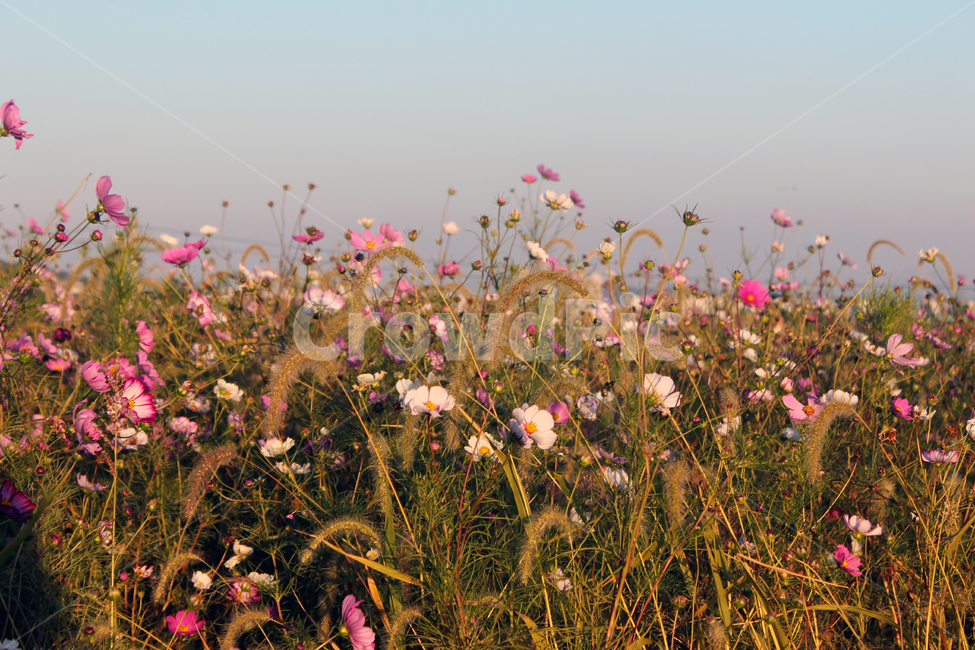 코스모스,가을,꽃,flower,cosmos,자연,가을꽃,노을빛,야생화,휴식,힐링,fall,autumn,nature,가을,계절,fall,autumn,season,식물,자연,plants,nature,꽃,flower,field,들,grassland,목초지,outdoors,옥외