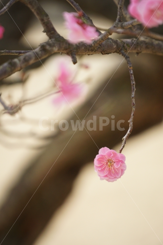 꽃,홍매화,나무,자연,한송이,봄,계절,spring,season,식물,자연,plants,nature,꽃,flower,plant