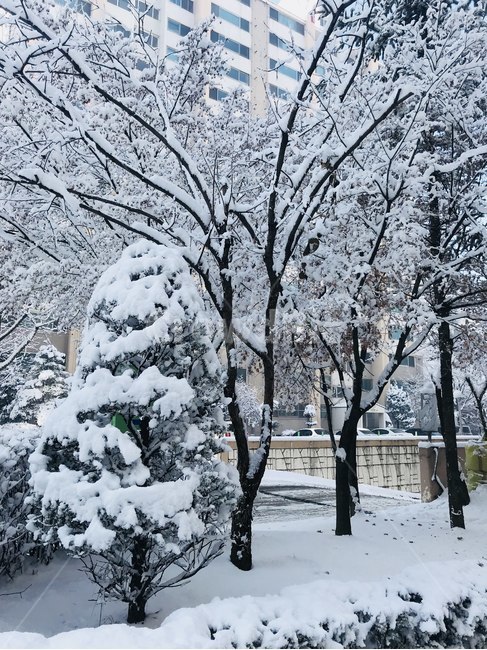 나무,눈,폭설,snow,겨울,winter,겨울,계절,winter,season,식물,자연,plants,nature,나무,trees,wood