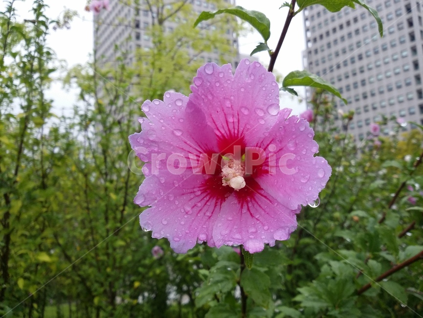 무궁화,무궁화꽃,꽃,flower,식물,plant,식물,자연,plants,nature,꽃,flower