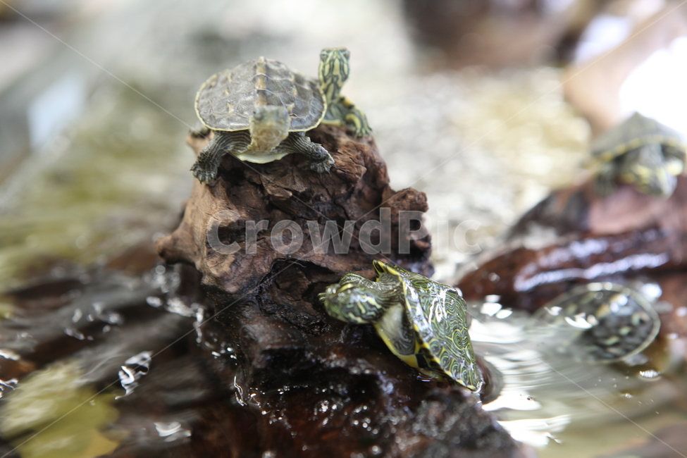 animal,동물,sealife,해양생물,boxturtle,상자거북,터틀,거북이,turtle,파충류,양서류,reptile,amphibian