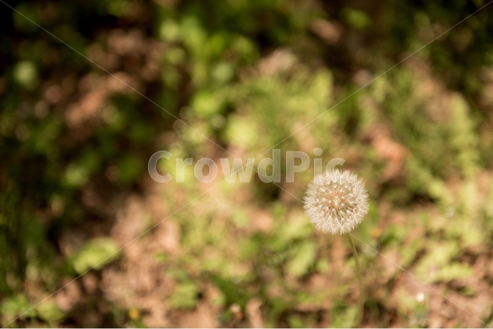꽃,민들레홀씨,꽃사진,flower,민들레,식물,자연,plants,nature,꽃,flower,감성,sensible,feeling