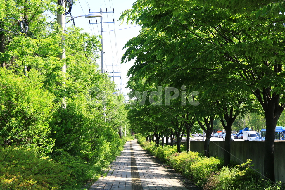 자연풍경,식물,가로수,숲,자연,가로수길,힐링,산책,나무,숲길,자연,풍경,nature,landscape,outdoors,옥외,garden,정원,arbour,정자