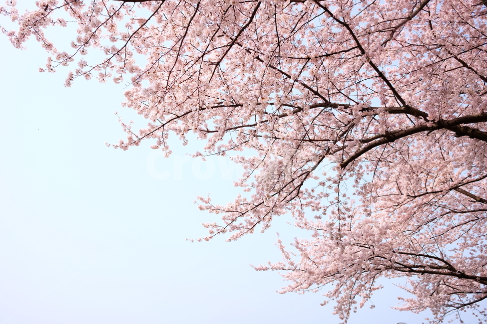 벚꽃,봄,꽃,나무,자연,풍경,봄,계절,spring,season,식물,자연,plants,nature,꽃,flower,plant,blossom,cherry blossom