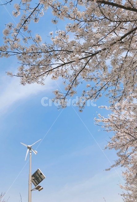하늘,구름,벚꽃,cherryblossom,분홍,차분함,평화로움