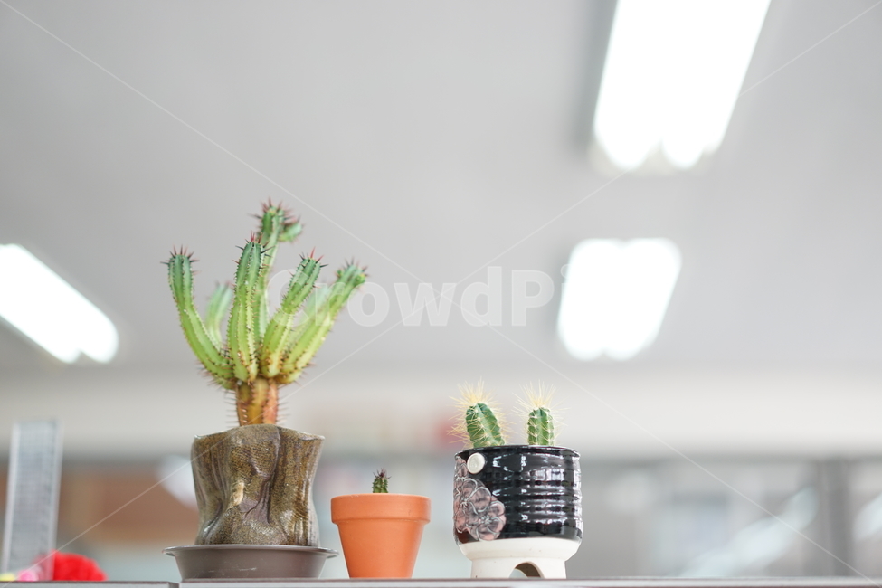 선인장,화분,식물,가시,생명,사무실,장식,취미,실내용화초,화분,화초,house plant