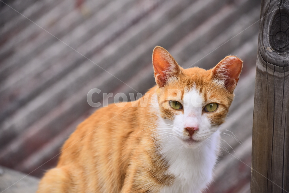 rest,expression,Look at,a look,Pets,stray cat,wild cat,background,cat,animal,pet