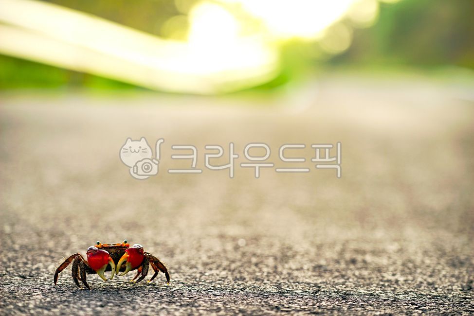 도둑게,게,집게,스마일크랩,동물,smilecrab,animal,갑각류,생태,생태계,생물,바다생물,해양생물,붉은집게,야생,생명,절지동물,다리,자연,환경,natrue,life,도로,road,길,아웃포커스,배경,바탕화면,배경화면,백그라운드,background