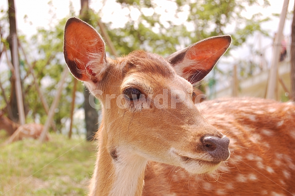 동물,animal,자연,nature,동물원,포유류,사슴,꽃사슴,동물,animal,포유류,mammal