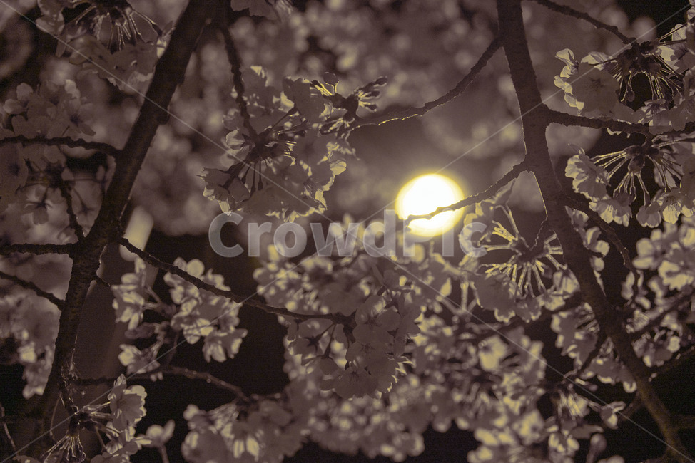 light,빛,flare,플레어,달,세피아,벚꽃