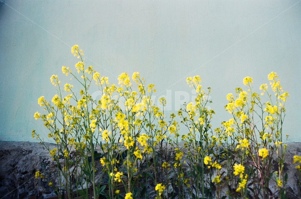봄꽃,유채꽃,노란꽃,유채꽃밭,yellowflower,wallflower,봄,계절,spring,season