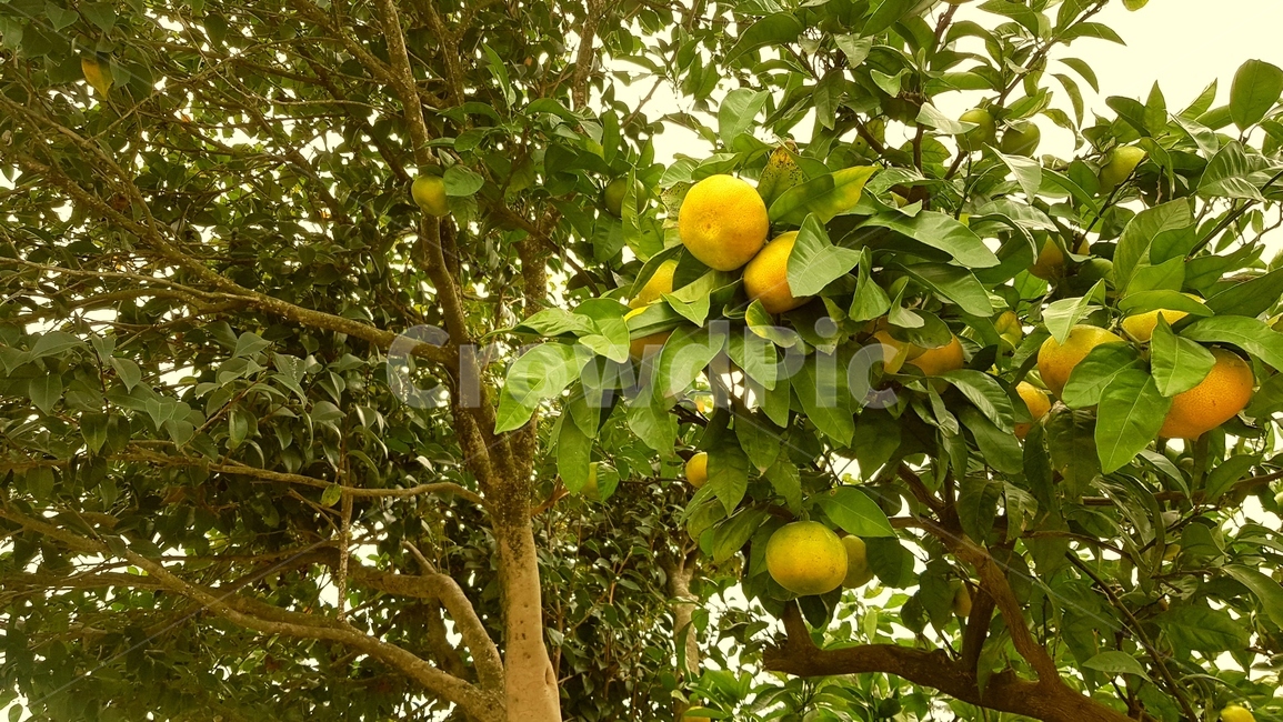귤,제주,제주도,감귤,귤나무,식물,자연,plants,nature,나무,trees,wood,과일,열매,fruit