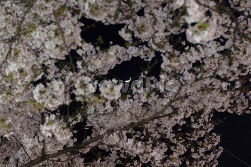 벚꽃,밤벚꽃,초승달,벚꽃야경,풍경,야간벚꽃,꽃,달,봄,계절,spring,season,야경,밤,풍경,nightscape,night,landscape,plant,식물,flower,blossom,cherry blossom