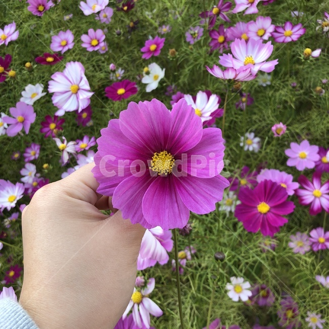 코스모스,cosmos,꽃,flower,가을,fall,식물,자연,plants,nature,꽃,flower