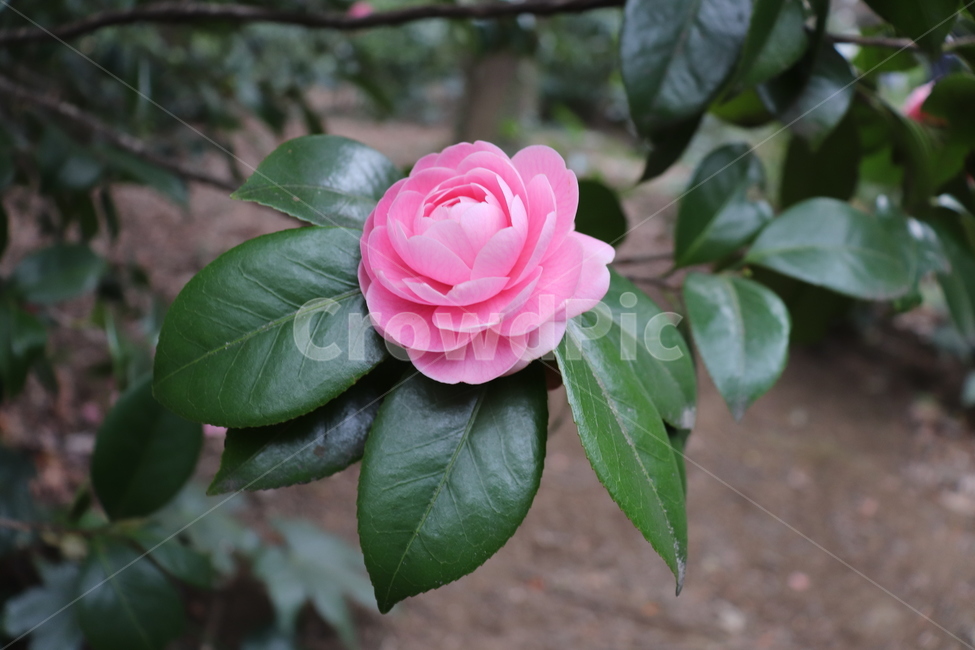 장미,분홍장미,장미한송이,꽃,자연,rose,flower,nature,식물,자연,plants,nature,꽃,flower