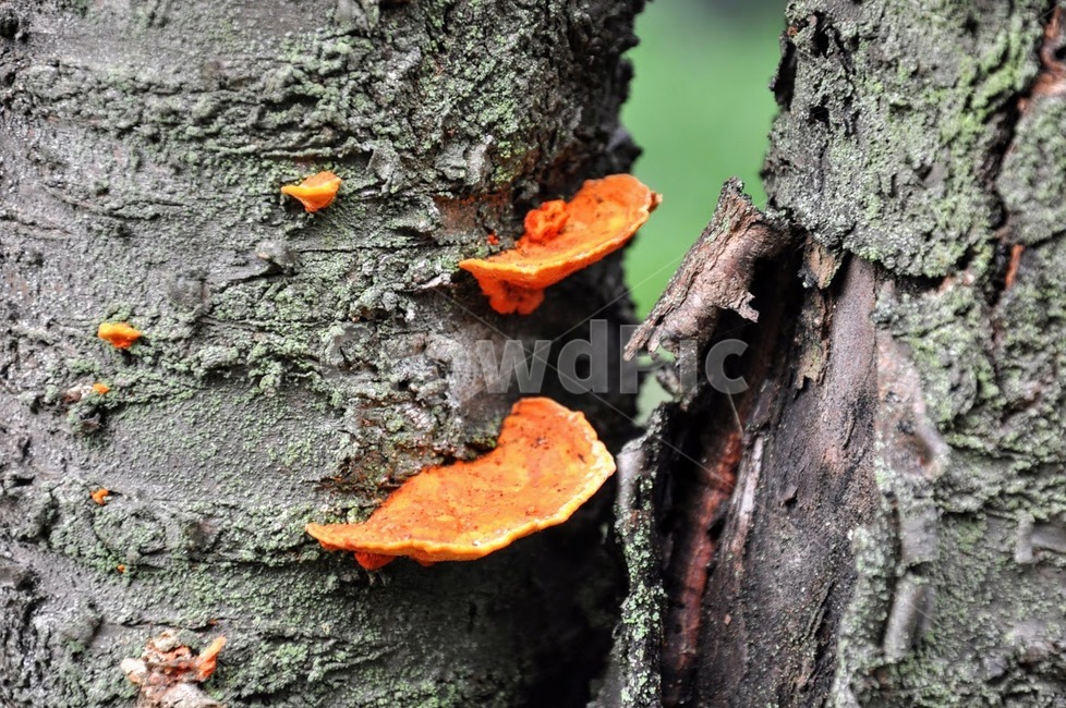 나무,버섯,영지,기생식물,포자,나무,trees,wood