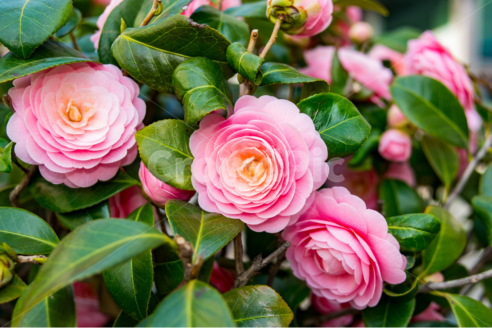 봄,꽃,동백꽃,자연,flower,동백,핑크,pink,색감,나무,봄,계절,spring,season,식물,자연,plants,nature,꽃,flower,blossom,rose,장미,plant
