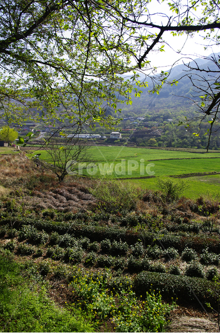 녹차밭,나무,식물,plant,봄,spring,초록,자연,풍경,nature,landscape,grassland,목초지,outdoors,옥외,field,들,paddy field,패디 필드