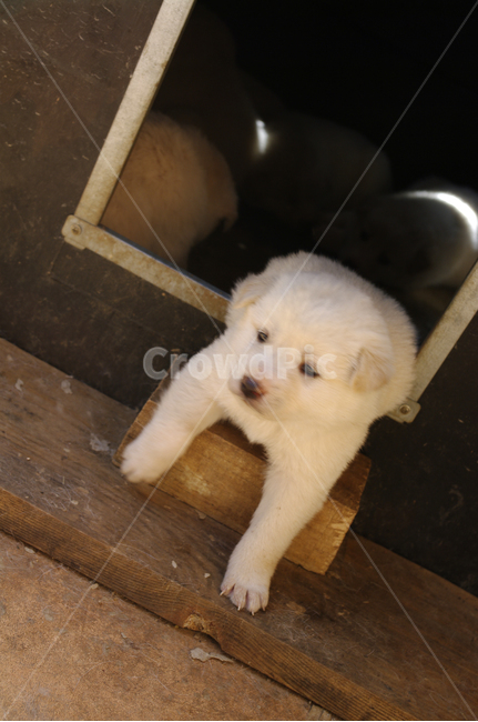 강아지,동물,애완견,반려견,개,동물,animal,포유류,mammal,개,강아지,dog,doggy