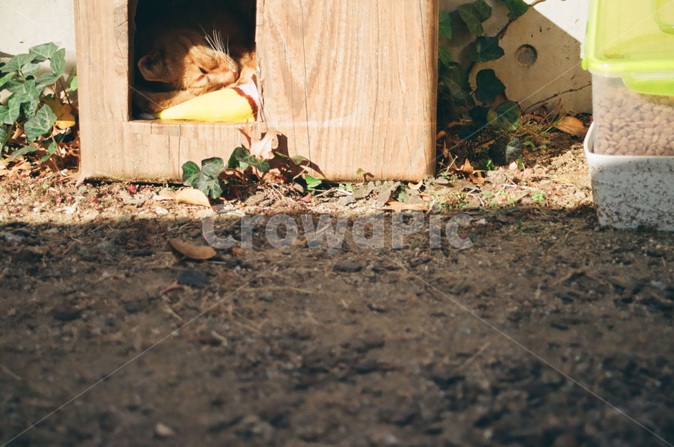 동물,고양이,포유류,animal,cat,kitten,감성사진,감정,emotion,잠,sleep,동물,animal,포유류,mammal,고양이,cat,kitten,kitty,감성,sensible,feeling