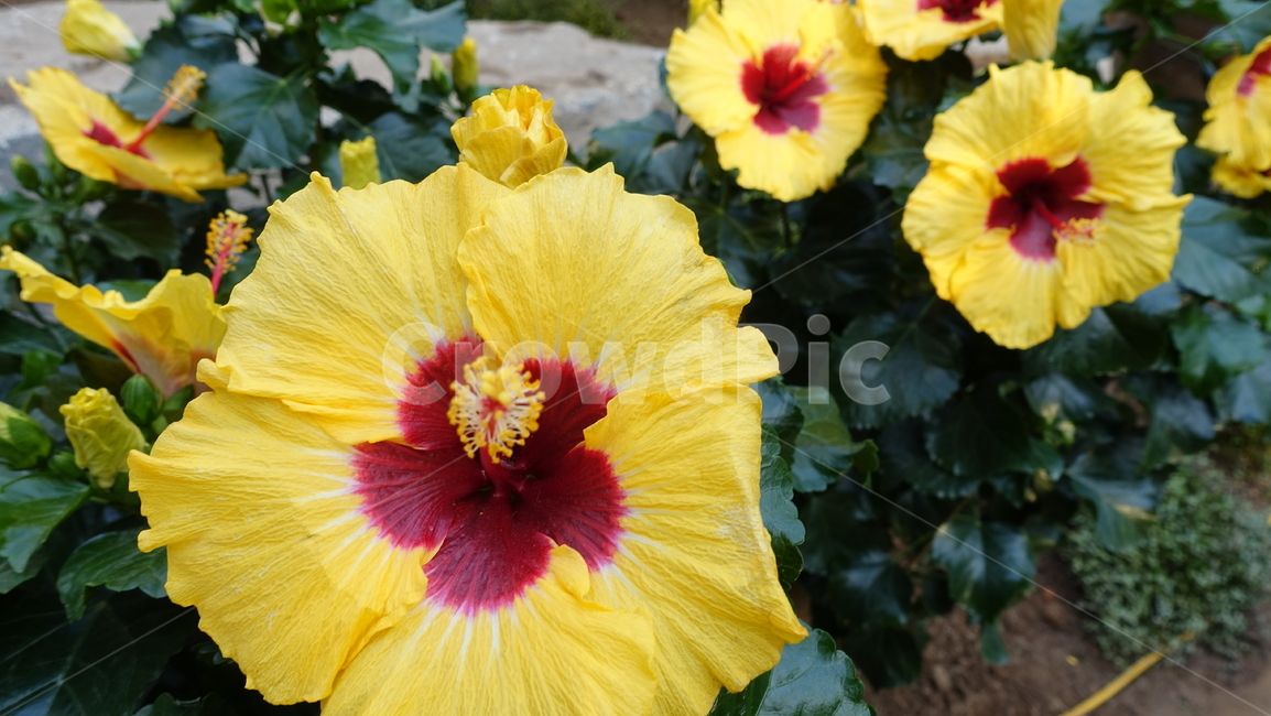 식물,plant,꽃,flower,blossom,꽃송이,petal,히비스커스,yellow,노랑