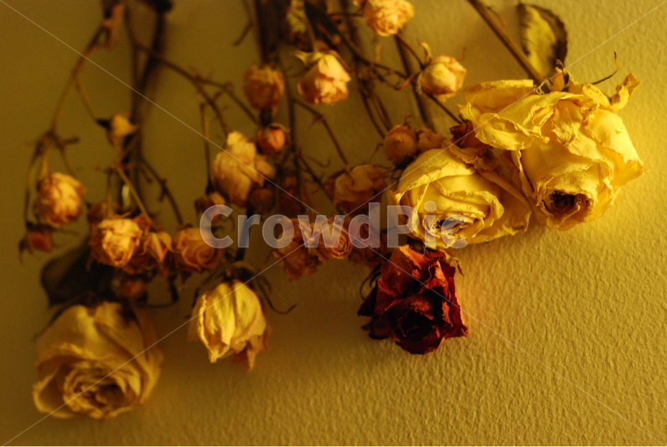 꽃,봄,드라이플라워,dryflower,flower,꽃,flower