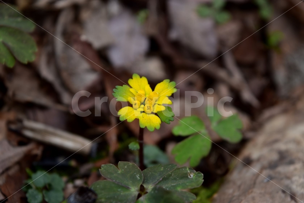 금괭이눈,봄,야생화,꽃,청태산,강원도,봄꽃,고산야생화,감성,wildflower,산꽃,봄야생화,계곡,이끼,꽃말,골짜기의황금,변하기쉬운마음,식물,자연,식생,생태,범의귀과,괭이눈속,식물,자연,plants,nature,꽃,flower