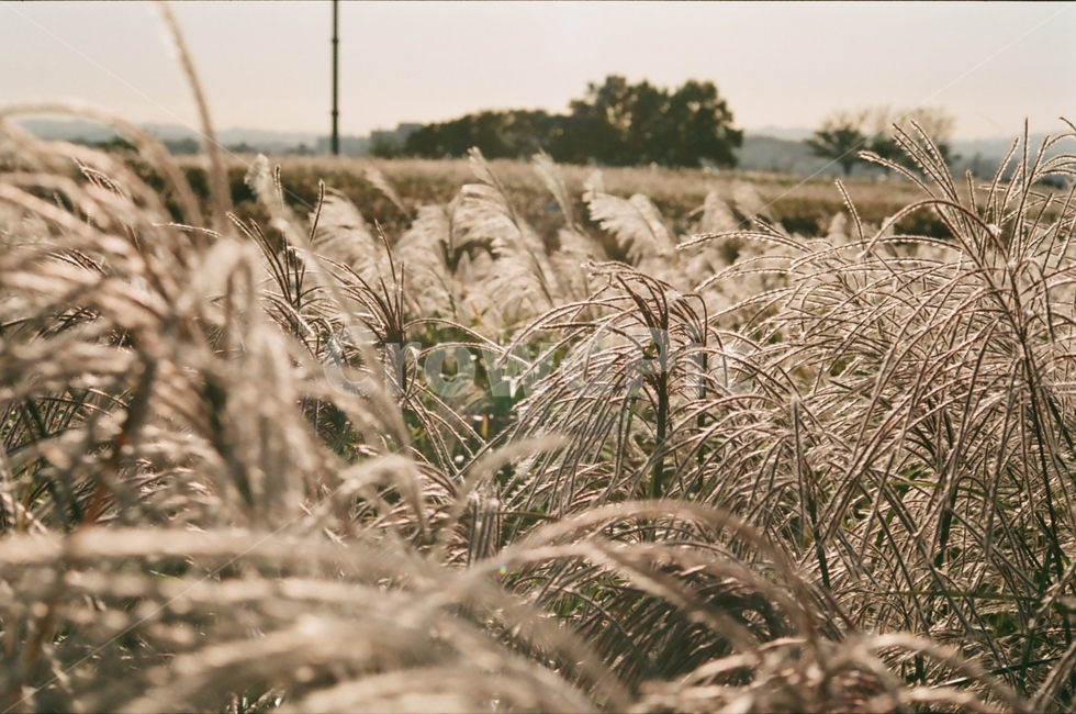 필름카메라,필름사진,감성사진,하늘공원,억새축제,가을,계절,fall,autumn,season,자연,풍경,nature,landscape,plant,식물,food,음식