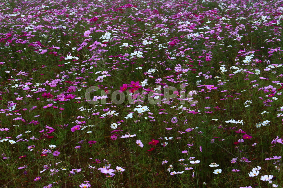 꽃들,알록달록,자연,분홍색,nature,field,들,purple,보라색,flower,식물,plant,꽃,꽃잎