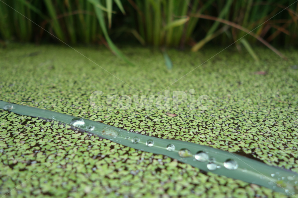 물방울,개구리밥,식물,녹색,풀,식물,자연,plants,nature