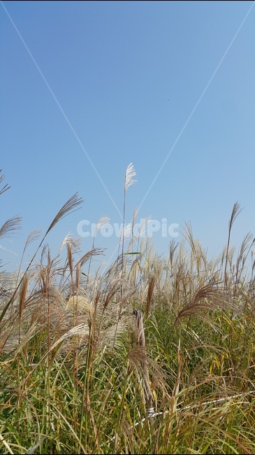 하늘공원,하늘,억새풀,가을,풍경,가을,계절,fall,autumn,season,자연,풍경,nature,landscape,식물,plants,grass,잔디,plant,lawn