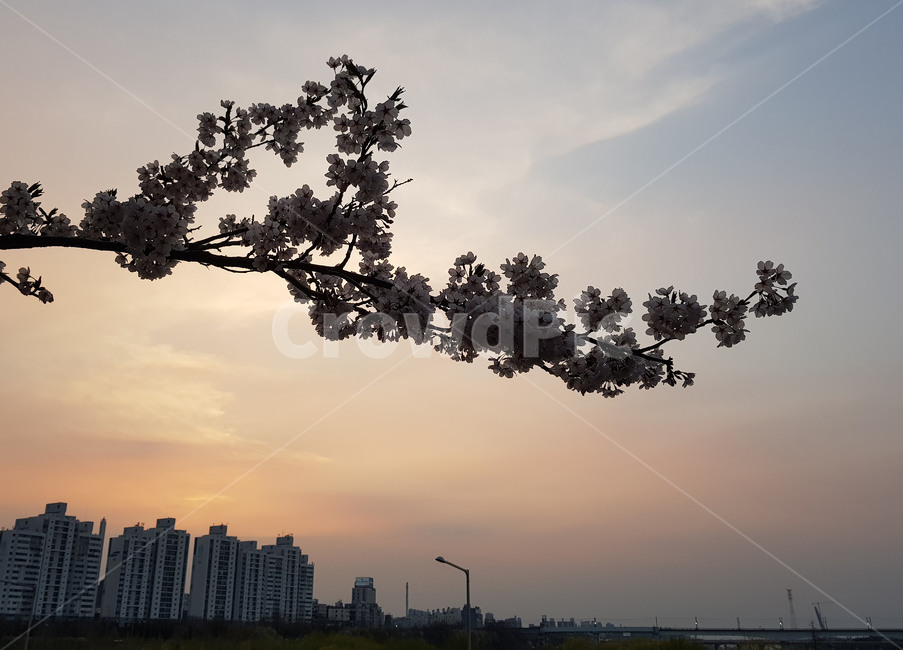 노을,선셋,sunset,벚꽃,cherryblossom,꽃,flower,봄,spring,하늘,sky,식물,나무,벚나무,감성사진,배경,color,색감,색,색채,아파트,한강,한강변