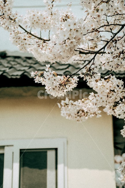 봄,꽃,벚꽃,식물,자연,spring,flower,cherryblossom,plant,nature,봄,계절,spring,season,감성,sensible,feeling,blossom