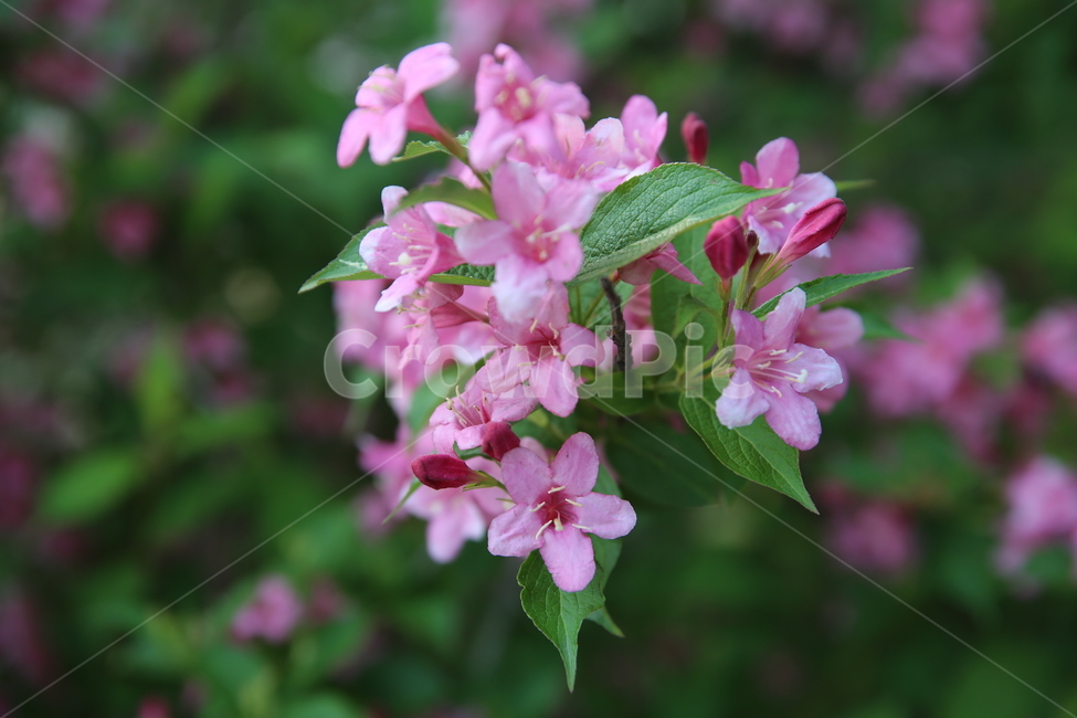 꽃,분홍,핑크,활짝,꽃잎,녹색,봄,꽃밭,꽃술,화이트,예쁜,만개,식물,자연,plants,nature,꽃,flower
