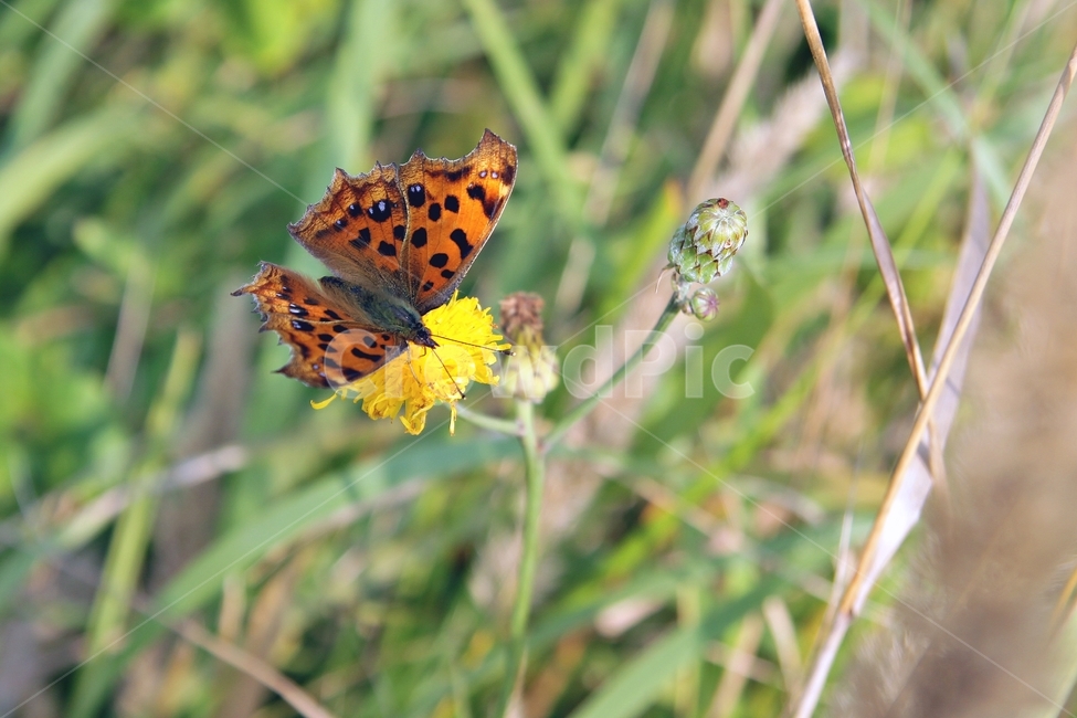 꽃,나비,자연,동물,곤충,형형색색,각종나비,들판,봄,여름,nature,butterfly,flower,뷰티,cute,감성,풀,식물,식물,자연,plants,nature,꽃,flower,동물,animal,곤충,벌레,insect,bug