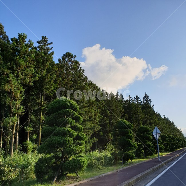 나무,도로,자연,하늘,구름,소나무,road,고속도로,highway,풍경,계절,봄,여름,하늘색,초록색,나뭇잎,잎,제주,제주삼다수공장,삼다수공장