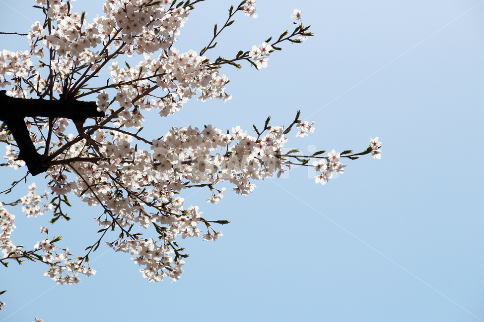 사쿠라,cherryblossom,봄,꽃,봄꽃,벚꽃,봄,계절,spring,season,식물,자연,plants,nature,꽃,flower,plant,blossom