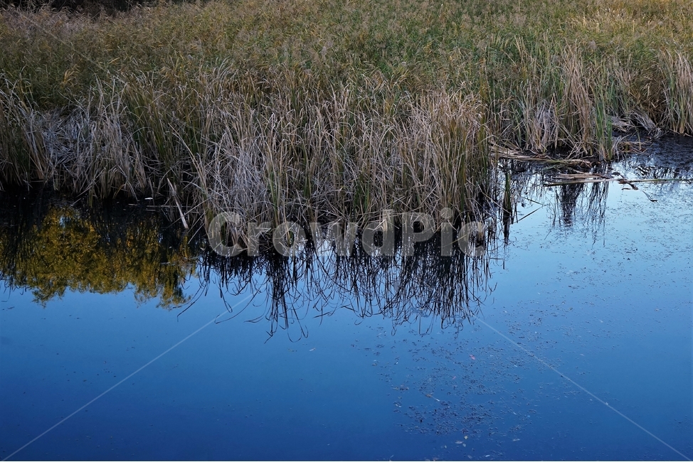 가을,늦가을,연못,반영,자연,autumn,landscape,pond,reflection,blue,water,plant,나무,자연,풍경,nature,landscape,land,땅,outdoors,옥외,물,grass,잔디,식물