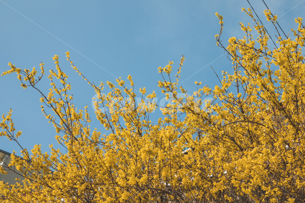 개나리,봄,노란색,청정,식물,plant,yellow,blue,spring