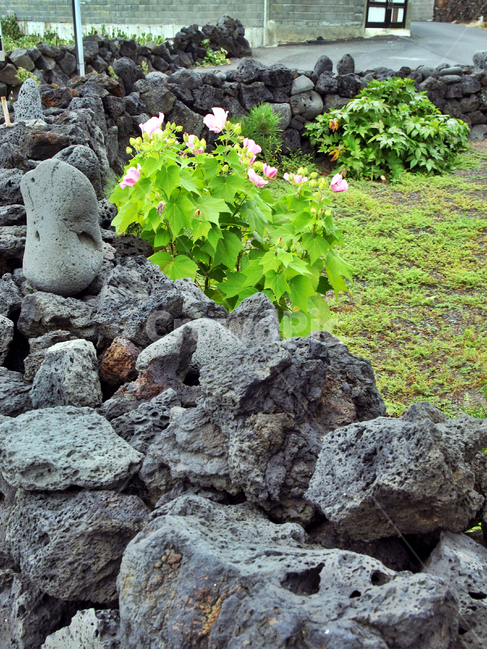 돌담,야생화,올레14코스,제주,올레길,현무암,자연,풍경,nature,landscape,제주도,jeju,jeju island,rubble,파편,rock,록
