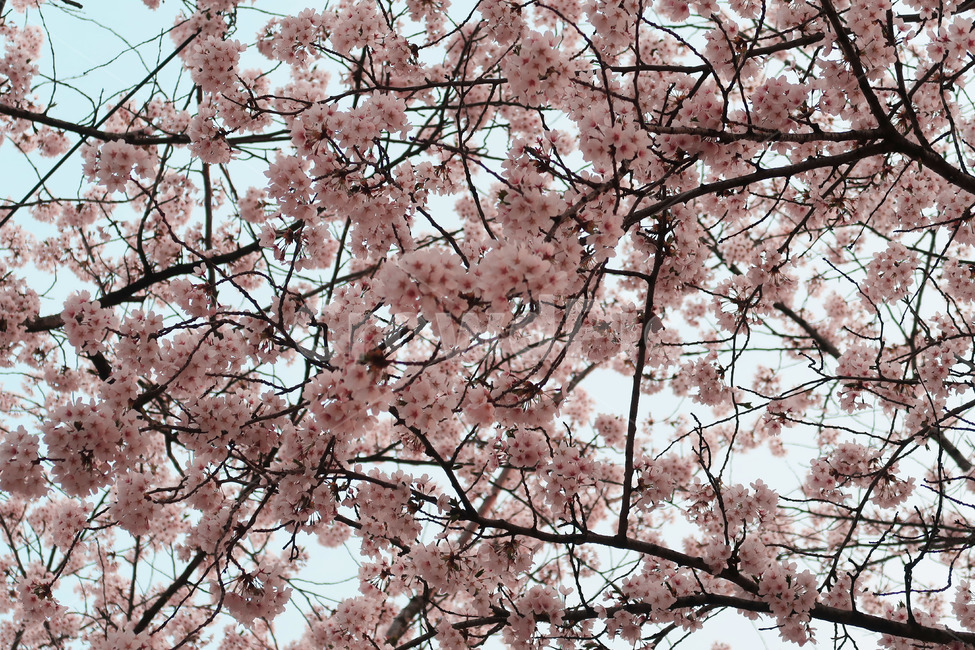 벚꽃,cherryblossom,꽃,flower,봄,spring,하늘,sky,식물,핑크,분홍,나무,pink,벚나무,감성사진,배경,color,색감,색,색채