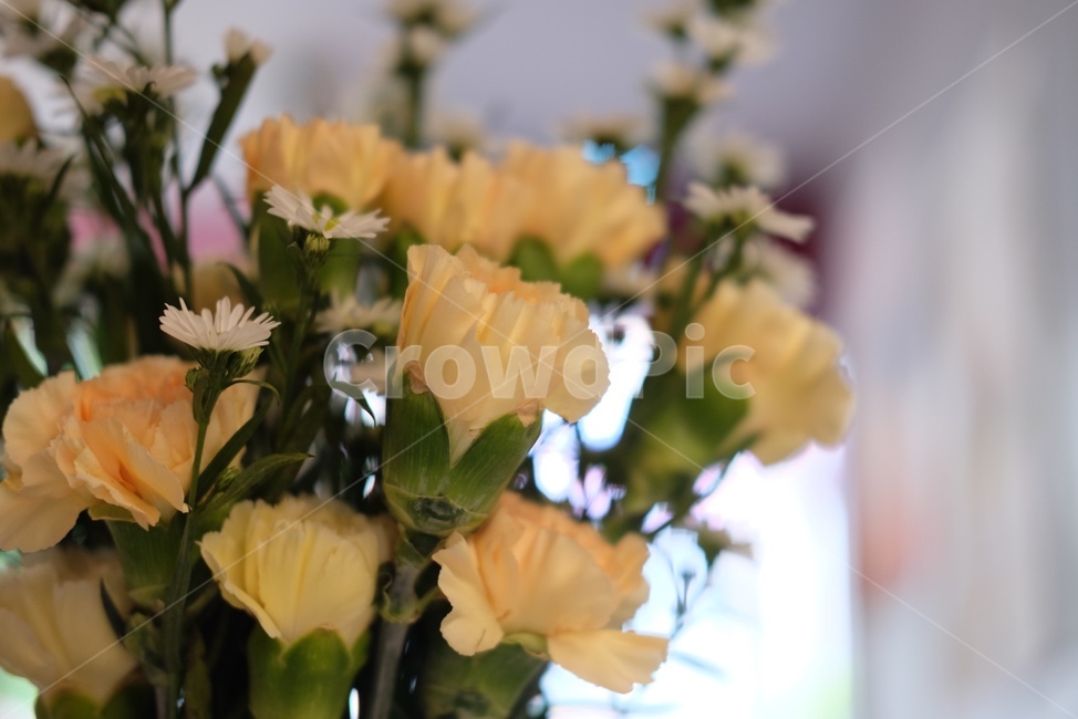 꽃,초록,감성사진,flowers,green,식물,자연,plants,nature,꽃,flower