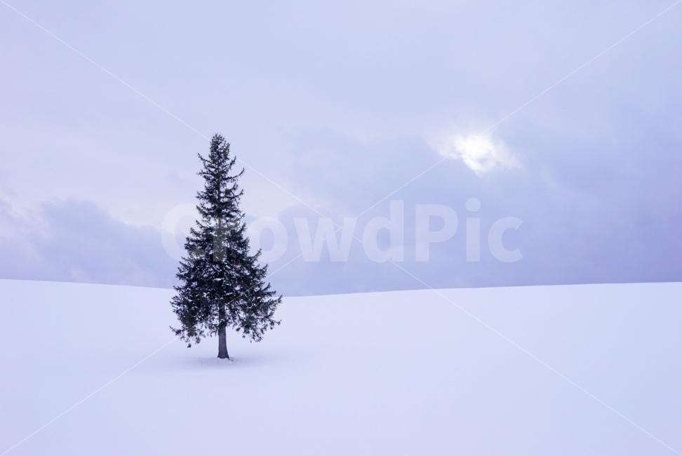 일본,비에이,크리스마스,나무,크리스마스트리,홋카이도,시린,겨울,눈,설원,풍경,눈밭,winter,snow,christmas,landscape,hokkaido,자연,풍경,nature,landscape,겨울,계절,winter,season,tree,plant,식물,fir,전나무