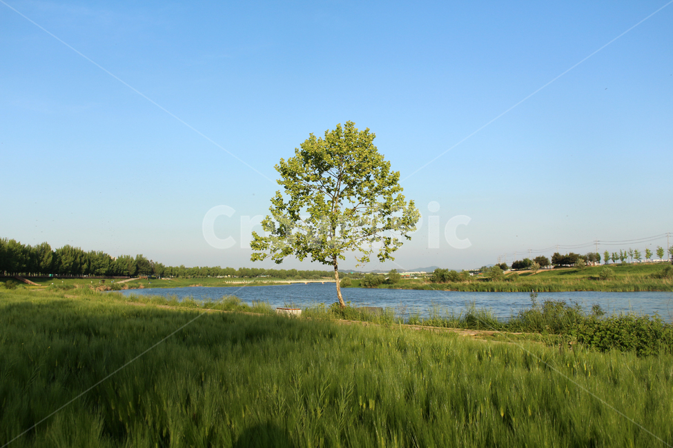 plant,tree,식물,nature,자연,나무,강가,자연,풍경,nature,landscape