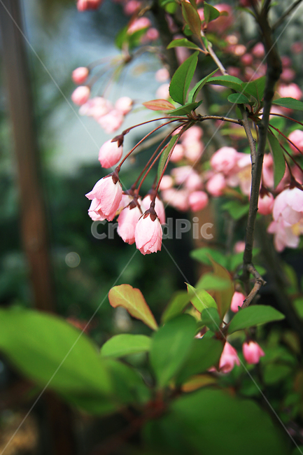 plant,식물,blossom,flower,꽃