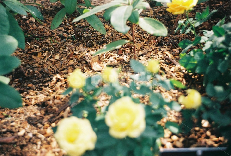 친환경,꽃,노란색,흙,자연,식물,자연,plants,nature,꽃,flower