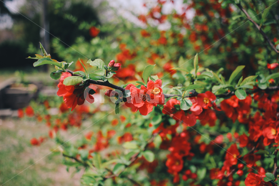 꽃,빨간꽃,봄꽃,감성사진,필름카메라,식물,자연,plants,nature,꽃,flower