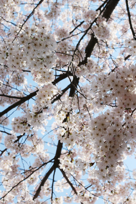 벚꽃,사쿠라,cherryblossom,봄,꽃,봄꽃,자연,봄,계절,spring,season,식물,자연,plants,nature,꽃,flower,plant,blossom