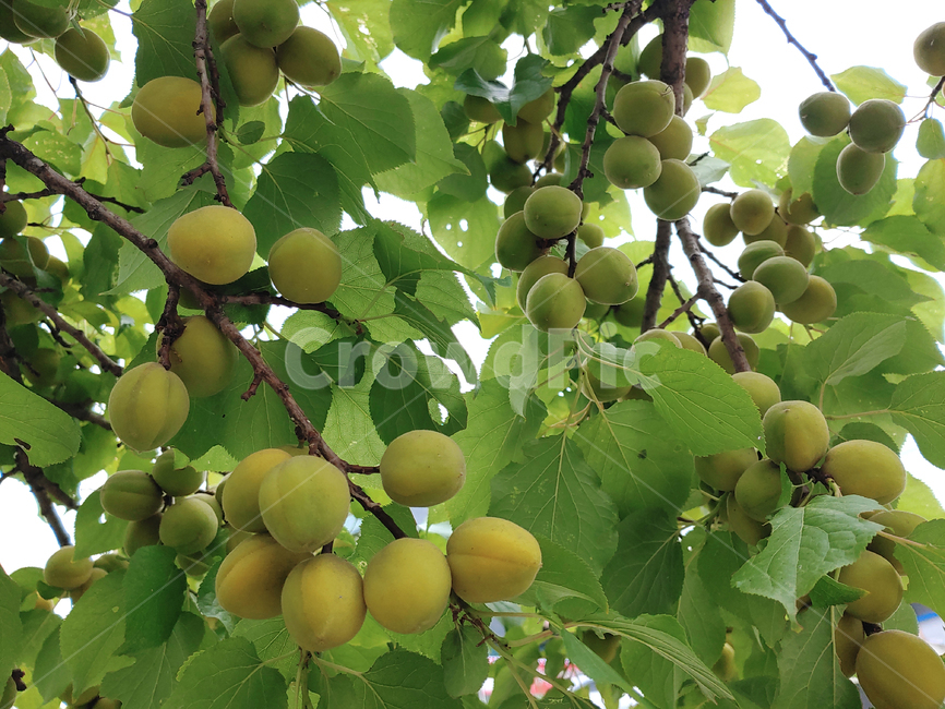살구,과일,음식,먹거리,열매,나무열매,후르츠,fruit,food,계절과일,6월,나뭇잎,주렁주렁